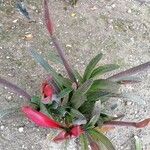 Gasteria excelsa Hostoa