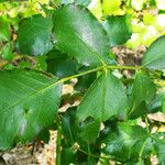 Rosa gallica Leaf