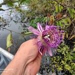 Passiflora phellos Цветок