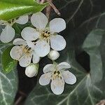 Prunus mahaleb Λουλούδι