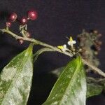 Ardisia compressa Other