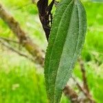 Baccharis latifolia List