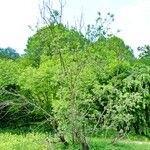 Salix aegyptiaca عادت داشتن