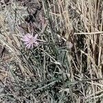 Stephanomeria exigua Flower