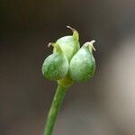 Ranunculus hybridus 果実