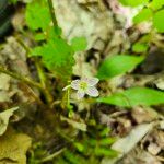 Claytonia caroliniana Flor