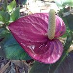 Anthurium andraeanum Flower