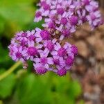 Pericallis papyracea Floro