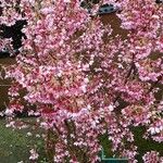 Prunus campanulata عادت داشتن