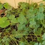 Marsilea quadrifolia Leaf