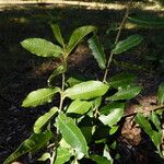 Quercus mexicanaLeaf