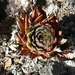 Sempervivum tectorum Blad