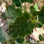 Commicarpus plumbagineus Blatt