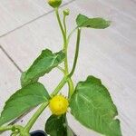 Acmella oleracea 整株植物