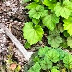 Tellima grandiflora Blad