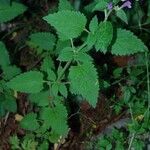 Scutellaria columnae Folio