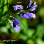 Polygala alpina Flor