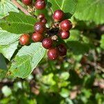 Rhamnus alaternus Fruit