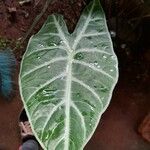 Alocasia longiloba Blatt