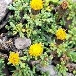 Senecio trifidus Flor