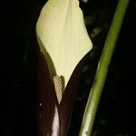 Urospatha grandis Flower
