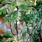 Fraxinus angustifolia عادت داشتن