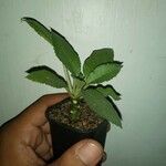 Dorstenia foetida পাতা