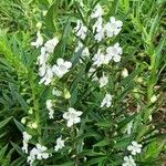 Angelonia biflora Květ