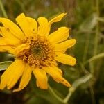 Wyethia angustifolia Flower