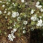 Orlaya grandiflora Blodyn