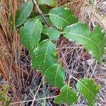 Combretum coccineum Leaf