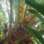 Trachycarpus fortunei Kwiat