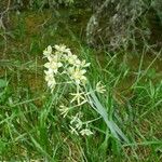 Anticlea elegans Flower