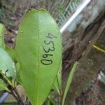 Balanops oliviformis Hoja