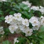 Crataegus laevigataFlower