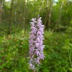 Dactylorhiza fuchsii Fula