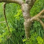 Caragana arborescens Bark