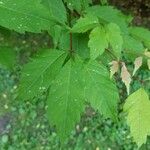 Acer cissifolium 叶