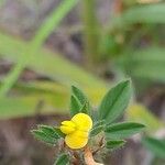 Stylosanthes fruticosa Blüte