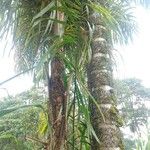 Bactris gasipaes Écorce