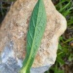 Pallenis spinosa Leaf