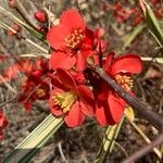 Chaenomeles × superba Flower