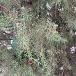 Juniperus phoenicea Folha