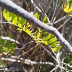 Pistacia lentiscus 葉