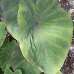 Colocasia esculentaLeaf