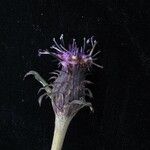 Saussurea nimborum Flor