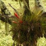 Tillandsia punctulata Hábito