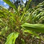 Heliconia latispatha Hábito