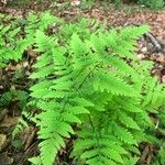 Gymnocarpium dryopteris ഇല