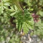 Anthemis ruthenica Feuille